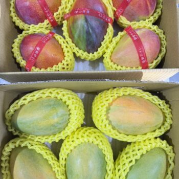 【預購】夏雪芒果x水蜜桃芒果雙重饗宴禮盒2.5公斤各一 (約4-7顆) ★免運